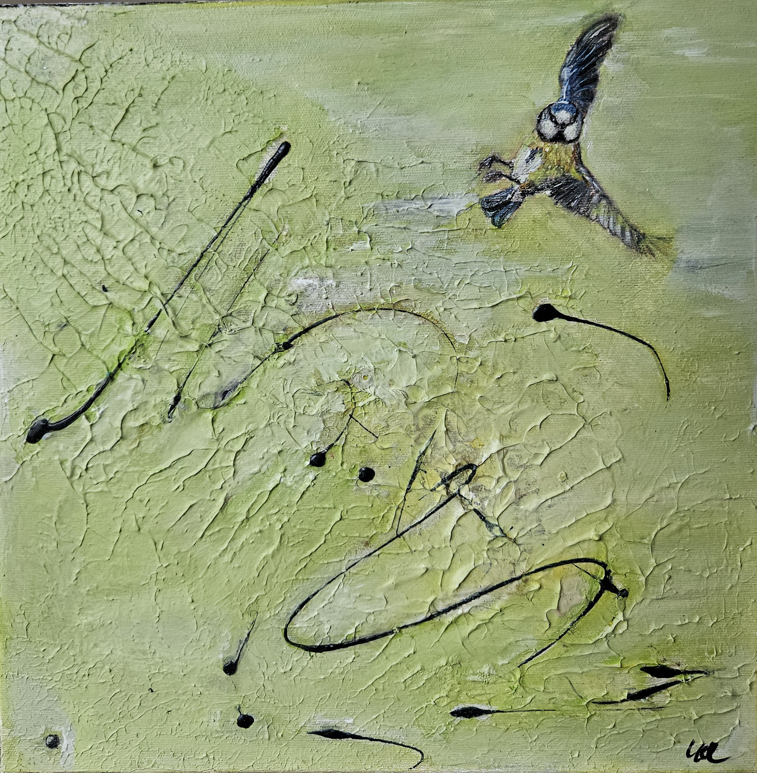 Blaumeise im Anflug.jpg